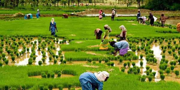 Agro Tourism In Konkan